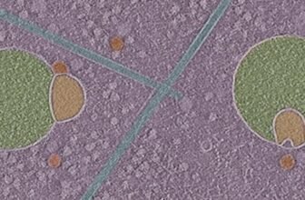 Biologists Uncover Beforehand Unknown Construction Hiding Inside Human Cells