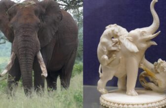 How Prehistoric Mammoth Tusks Might Assist Bust Trendy-Day Ivory Smugglers