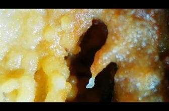 Worms Caught Constructing Flesh Towers within the Wild